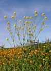 Carneros Bouquet