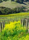 Carneros Hills