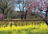 Mustard and Blossoms