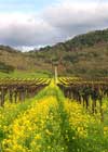 Must n Vines
