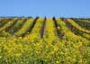 Rolling Hill of Mustard