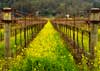 Yountville Vines