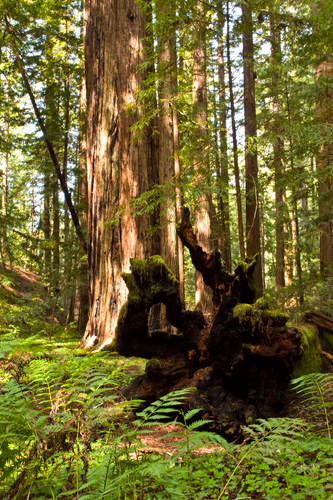 Montgomery Woods 15 MW_Creek07