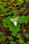 Montgomery Woods Trillium